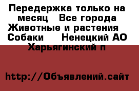 Передержка только на месяц - Все города Животные и растения » Собаки   . Ненецкий АО,Харьягинский п.